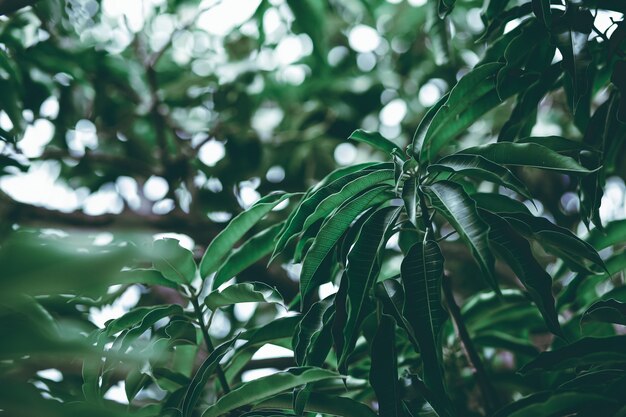 Mango leaf tropical summer background