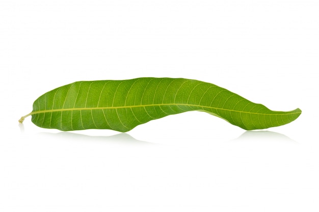 Mango leaf on a white background