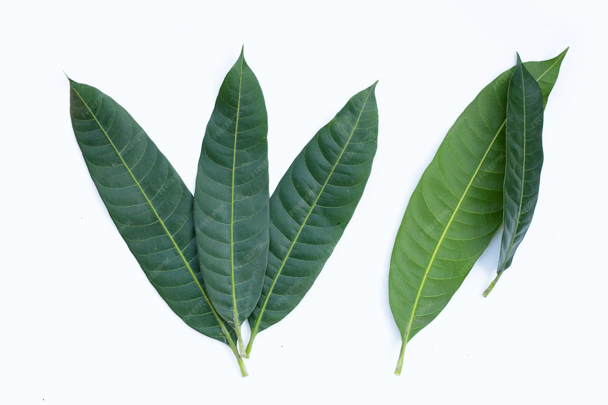Листья манго фото irrigation Leaves of young Mango tree are getting yellow Gardening & Landsca