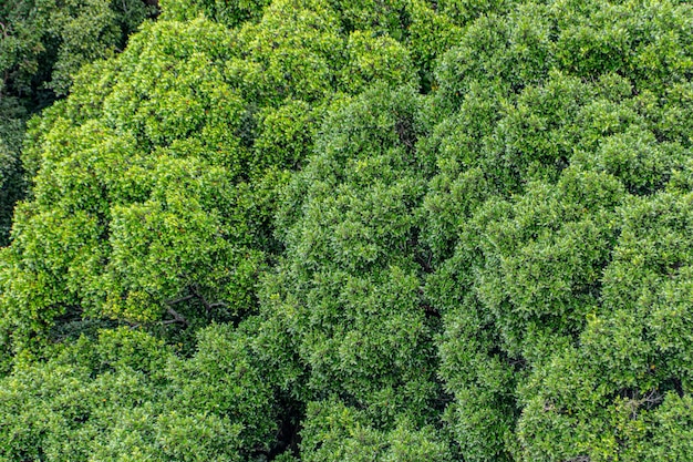 Mango leaves outdoors in Rio de Janeiro