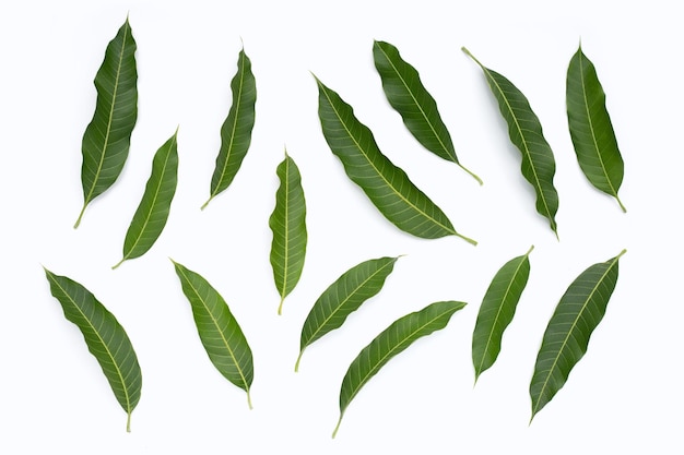 Mango leaves on white background