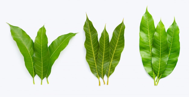 Mango leaves on white background. 