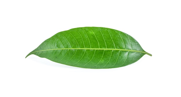 Mango leaves on a white background