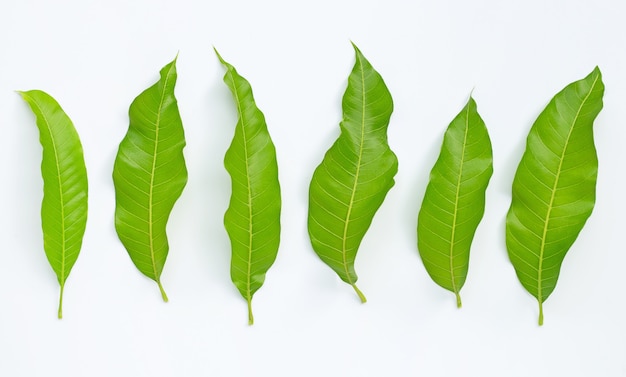 Mango leaves