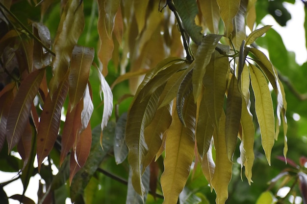 Mango plant and leaves