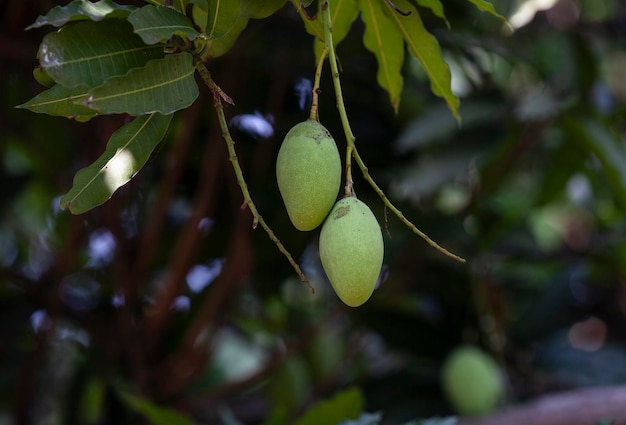 mango's aan de boom