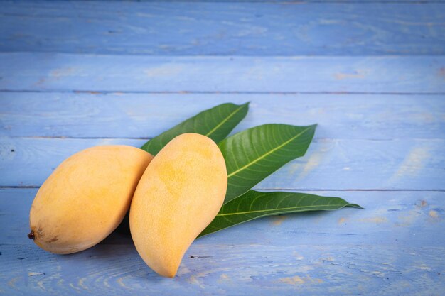 Mango species nam dok mai fragrant sweet delicious