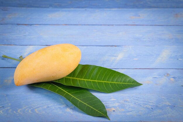 Mango species nam dok mai fragrant sweet delicious