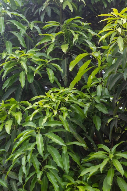 Mango tree branch Leaf