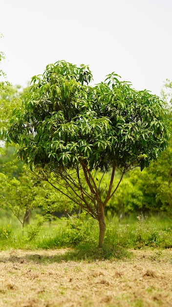 Mango tree in the farm