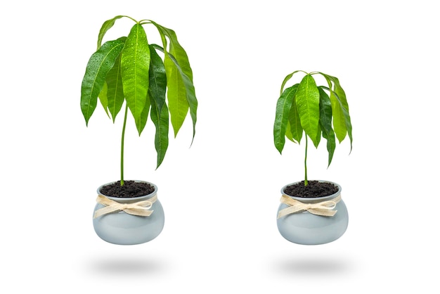 A mango tree grows in a flower pot on a white background Seedling of exotic fruits in a flower pot at home Care and cultivation of heatloving plants