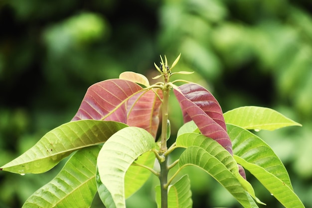 Photo mango tree new born leaves fresh