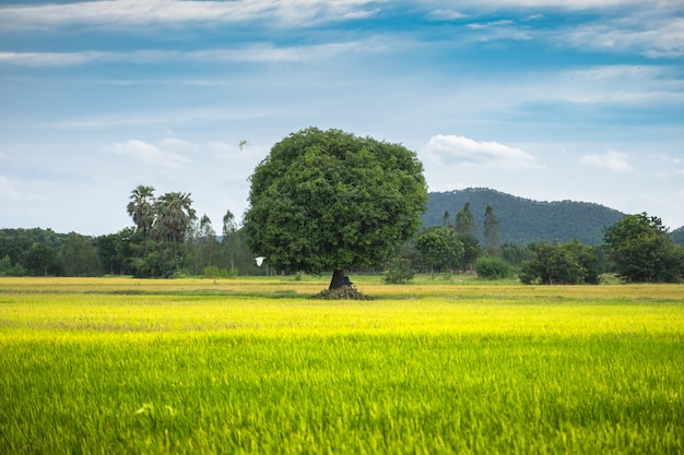 Mango tree on rice field with blue sky