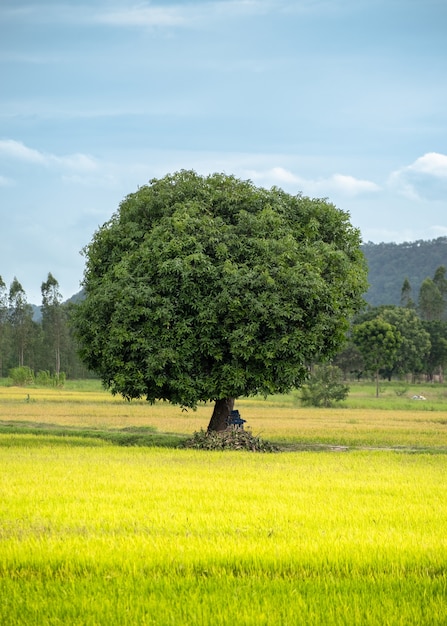 Photo mango tree on rice field with blue sky