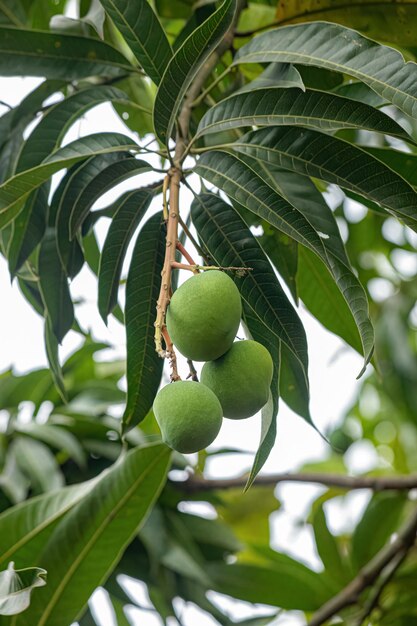 Mango tree with fruits