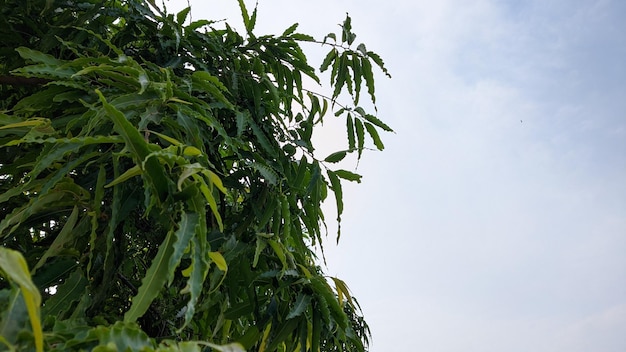 A mango tree with green leaves and the sky in the background