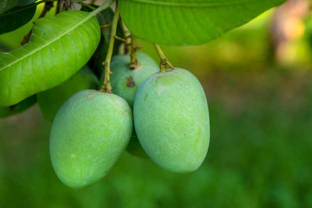 A mango tree with green leaves and the word mango on it