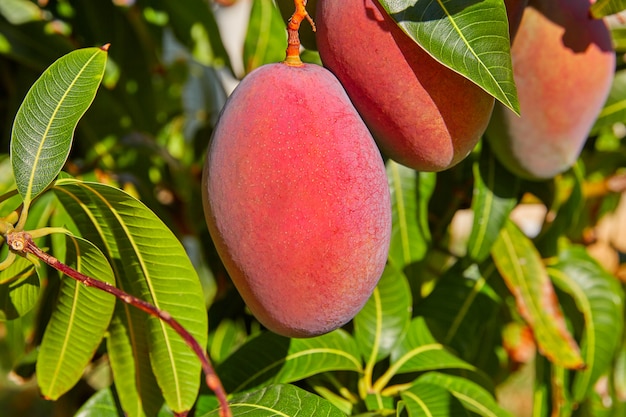 Albero di mango con frutti di mango appeso