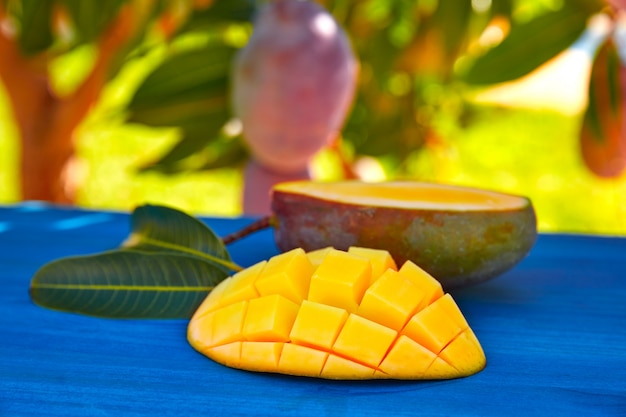 Манговое дерево с готовыми плодами манго