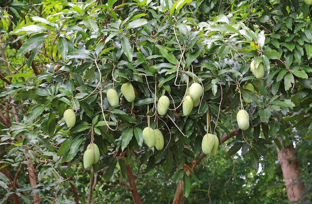 Mango on tree