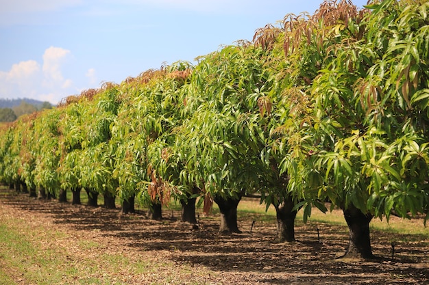 Foto alberi di mango in fattoria frutteto alberi da frutto