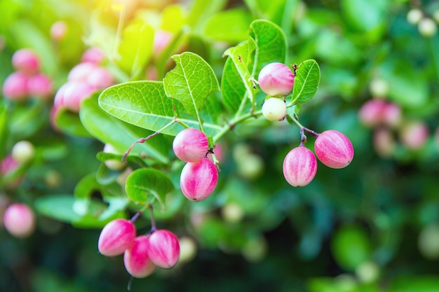 Photo mango yawn lime or bengal currant.