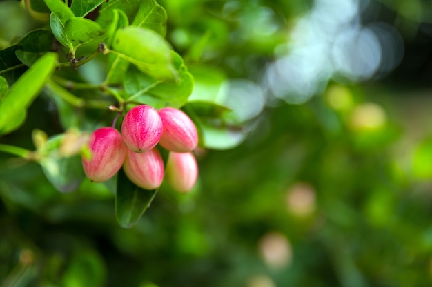 Mango yawn lime or Bengal currant.