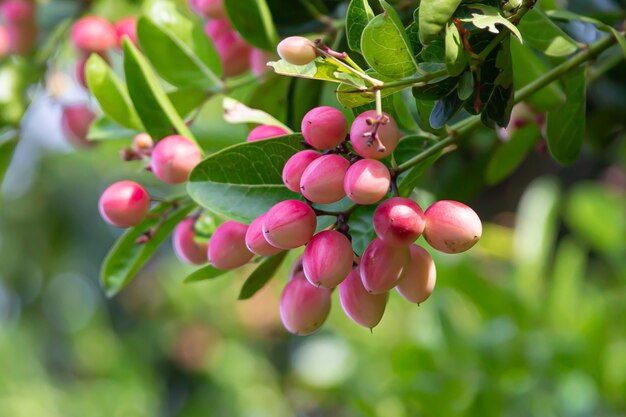 Mango yawn lime or Bengal currant.