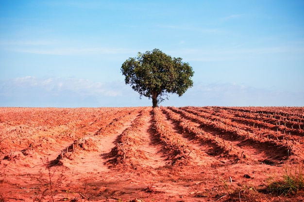 Mangoboom in het midden van hectare maniok.