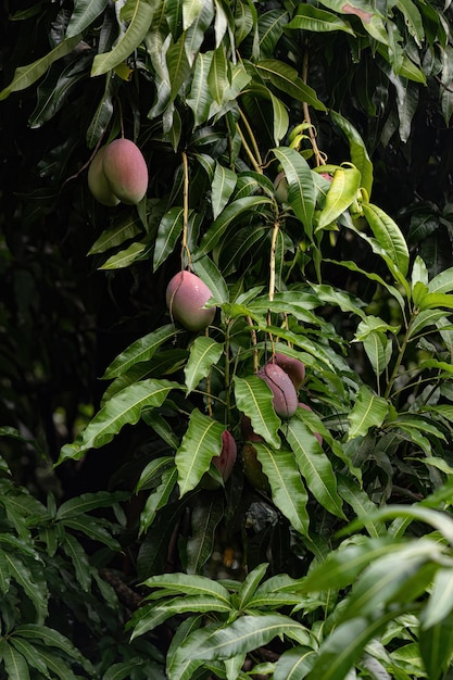 Mangoboom met fruit