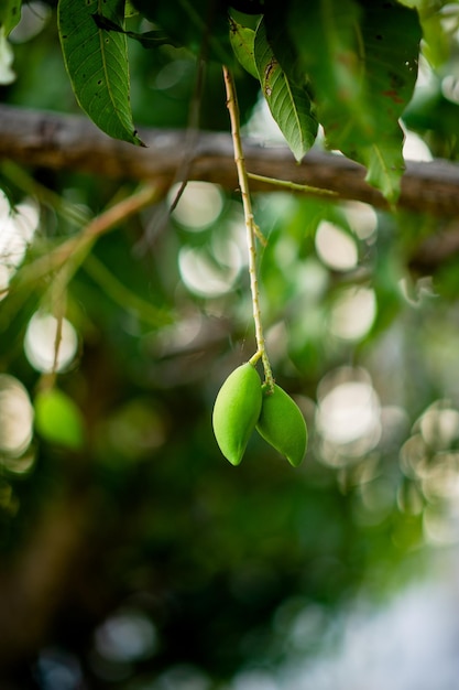 Манго растут на манговом дереве Nam Dok Mai Mango Young Mango