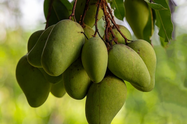 Mangoes full of trees with red ants