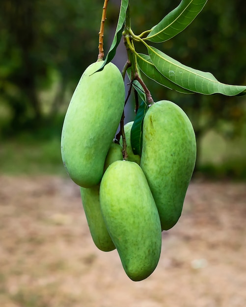 Mangoes on a mango tree.