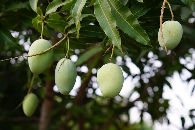 Mangoes on a tree in a farmer's garden