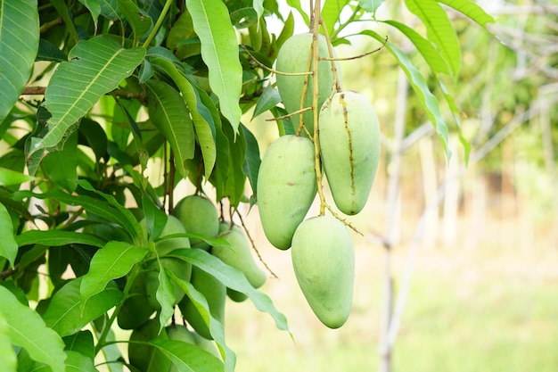 Mangoes on a tree in a farmer's garden