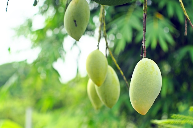 Mangoes on the tree in the garden.