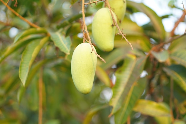 Mangoes on the tree in the garden