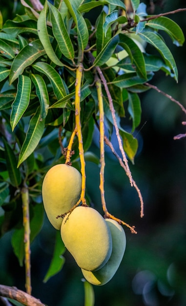 Mangofruit aan de boom. Detailopname. Tropische landen.