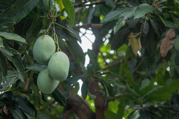 mangofruit nog aan de boom