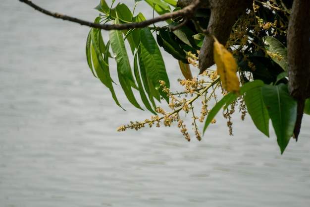 Mangoknoppen hangen aan het heldere water van de vijver Mangoknoppen hangen in het heldere water van de vijver Nu rond de maand Baisakh rauwe mango's