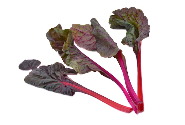 Mangold or Swiss chard leaves on a white background