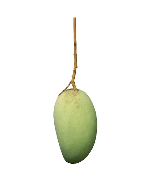 Mangos that are not yet ripe and are still green isolated