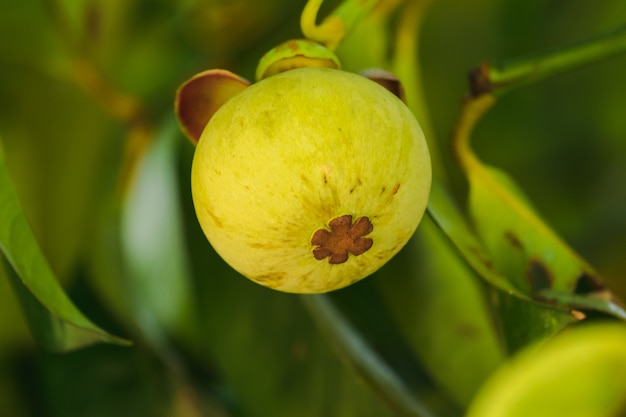 Mangostan aan de boom is een lokaal Thais fruit. De smaak is zoet, zuur en heeft een zachte smaak.