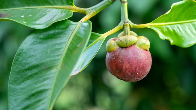 Mangostan is de fruitkoningin van Thailand. Klaar om te eten in het seizoen.