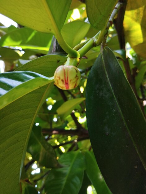 Foto i boccioli di mangostano fioriscono su un albero