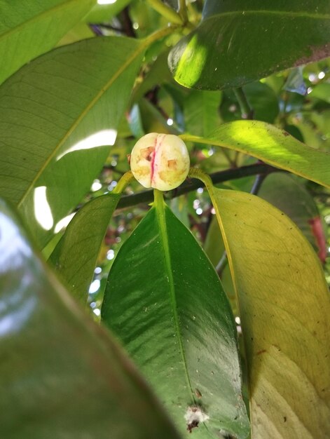 Photo mangosteen buds bloom on a tree