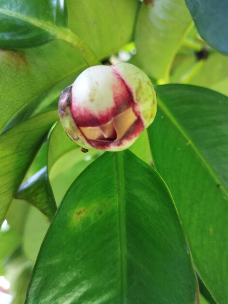 Photo mangosteen buds bloom on a tree