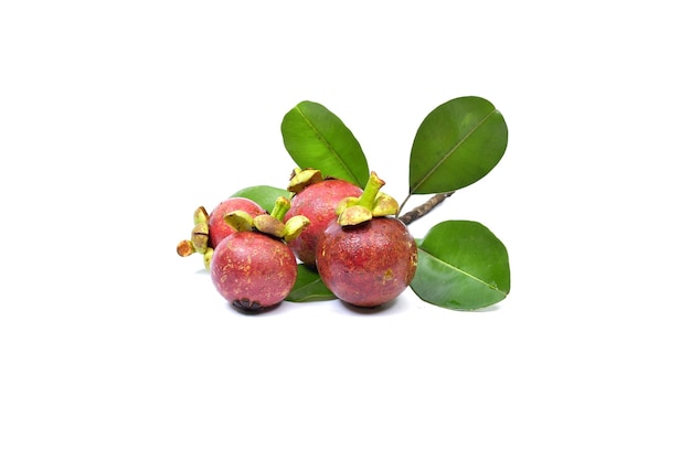 Mangosteen isolated on white background