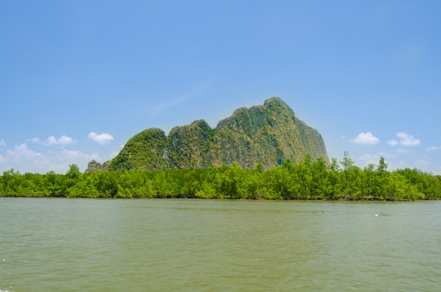 Mangrove bos