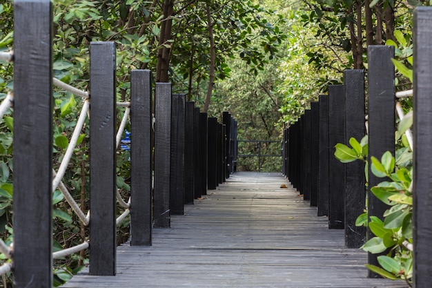 Mangrove bosbrug